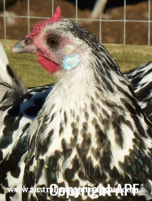 silver_spangled_hamburgh_hen.jpg