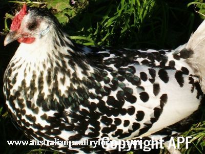 silver_spangled_hamburgh_in_the_sun.jpg