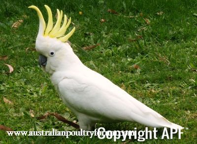 sulphur_crested_cockatoo_1.jpg