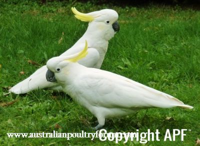 sulphur_crested_cockatoos.jpg