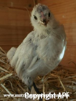 super_model_in_the_making_chick_2.jpg