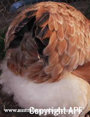 the_infamous_ever_so_soft_and_fluffy_tail_feathers.jpg