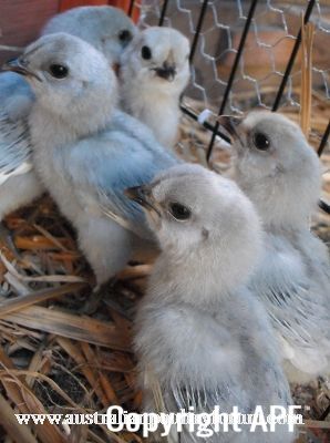 the_lavender_gang_one_week_old.jpg