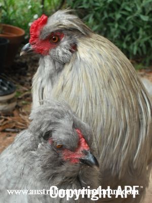 the_perfect_lavender_couple.jpg