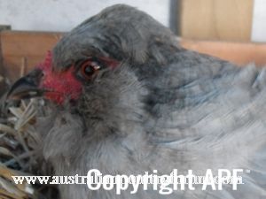 the_pretty_one_gone_broody.jpg