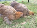 2_gold_partridge_brahma_girls.jpg