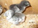 2_youngest_pekins_born_12_3_08.jpg