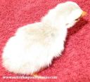 8025252520pied2520lavender2520keet~0.jpg