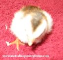 8025252520pied2520pearl2.jpg