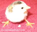 8025252520pied2520pearl~0.jpg