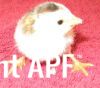thumb_8025252520pied2520pearl~1.jpg