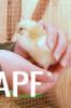 thumb_a_chick_in_hand.jpg