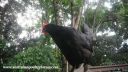 a_hens_life-wombat_the_chook.jpg