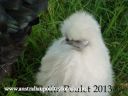 a_p_f_my_fowl_what_s_that_organic_smell_take_ii.jpg