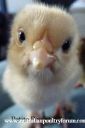 a_p_f_my_fowls_are_you_my_mummy.jpg