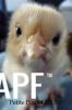 thumb_a_p_f_my_fowls_are_you_my_mummy~1.jpg