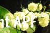 thumb_a_splash_of_wattle.jpg