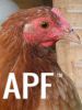 thumb_an_intelligent_chook.jpg