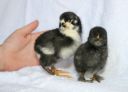 araucana___pekin_x_belgian_chicks_1_day~0.jpg