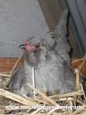 araucana_laying_her_egg_photo_1~0.jpg