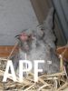 thumb_araucana_laying_her_egg_photo_1~1.jpg
