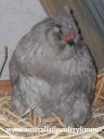 araucana_laying_her_egg_photo_2.jpg