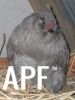 thumb_araucana_laying_her_egg_photo_2~1.jpg
