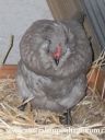 araucana_laying_her_egg_photo_3__~0.jpg