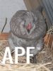 thumb_araucana_laying_her_egg_photo_3__~1.jpg