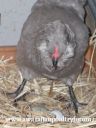 araucana_laying_her_egg_photo_4~0.jpg