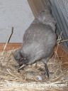 araucana_laying_her_egg_photo_5~0.jpg