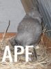 thumb_araucana_laying_her_egg_photo_5~1.jpg