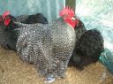 augustus_the_cuckoo_rooster~0.jpg