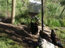 automatic_chook_feeder_008_0.jpg