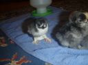 baby_pekin_chick_in_brace_1~0.jpg