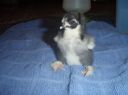 baby_pekin_chick_splayed_legs_2.jpg