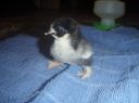 baby_pekin_chick_splayed_legs_3~0.jpg