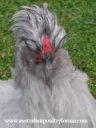 bad_feather_day_28329.jpg