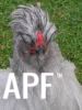 thumb_bad_feather_day_28329~1.jpg