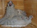 bedtime_with_the_lavender_gang_and_mum.jpg