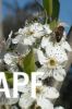 thumb_bees_and_blossoms.jpg
