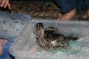 bindi_playing_in_the_bath_3_weeks_old.jpg