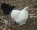 black___white_pekin_pullets~0.jpg