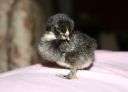 black_belgian_x_chick_3_days_old.jpg