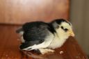 black_mottled_belgian_d_uccle_chick_1_week_old.jpg