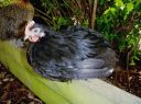 black_pekin_cockerel_8_wks_2~0.jpg