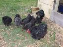 black_pekin_rooster_and_girls.jpg