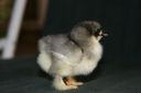 blue_dun_pekin_chick_2_days_3-10-08.jpg