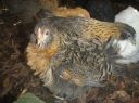 bon_bon_the_frizzle_pullet_8_wks~0.jpg