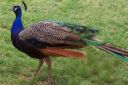 book-book_growing_new_tail_feathers~0.jpg